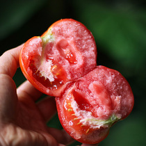 Xiaomins traditional open-air tomato sand powder local variety tomato flavor strong 4 catties