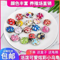 2021 Cartoon colorful little turtle live colorful turtle shallow water ornamental pet painting Brazil live young turtle turtle seedlings