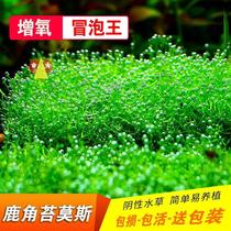 New fish tank Sheet View Deer Antlers Water Grass Oxygenation Plant Light Mulus Water Bubblemousset Negative Foreground Grass