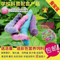 New mulberry leaf feeding silkworms fresh seven leaves color silkworms New tender edible mulberry buds Silkworm Eggs Eat and Mulberry Leaf Students Raised