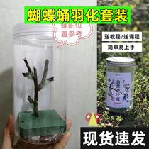 New butterfly pupate Hatching Eggs Cocoon Larvae larvae Pupa Pupa Living Things Alive butterflies plums Watch Box Six