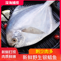 Wild small silver pomfret 5kg flat fish White Pomfret seafood aquatic products fresh frozen deep sea fish Shunfeng