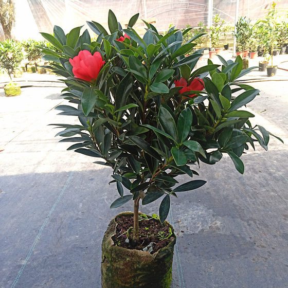 Four seasons azalea red camellia grafted potted plant with buds indoor courtyard precious green plant red camellia