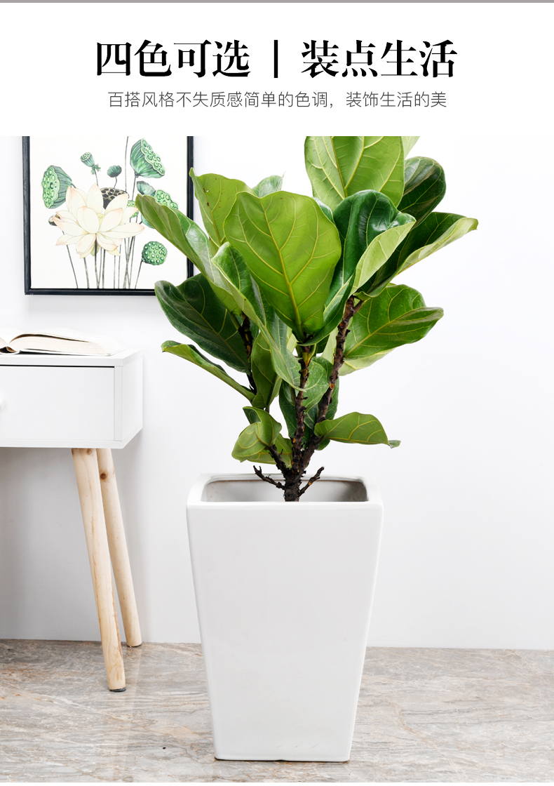Trees flower pot ceramic oversized bag mail I and contracted sitting room rich tree tiger orchid square big wholesale flower pot