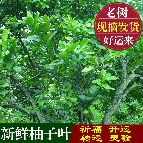 Yao township natural fresh grapefruit leaves with branches without branches praying for fortune opening transport to bath pomelo leaf tea to be a samba