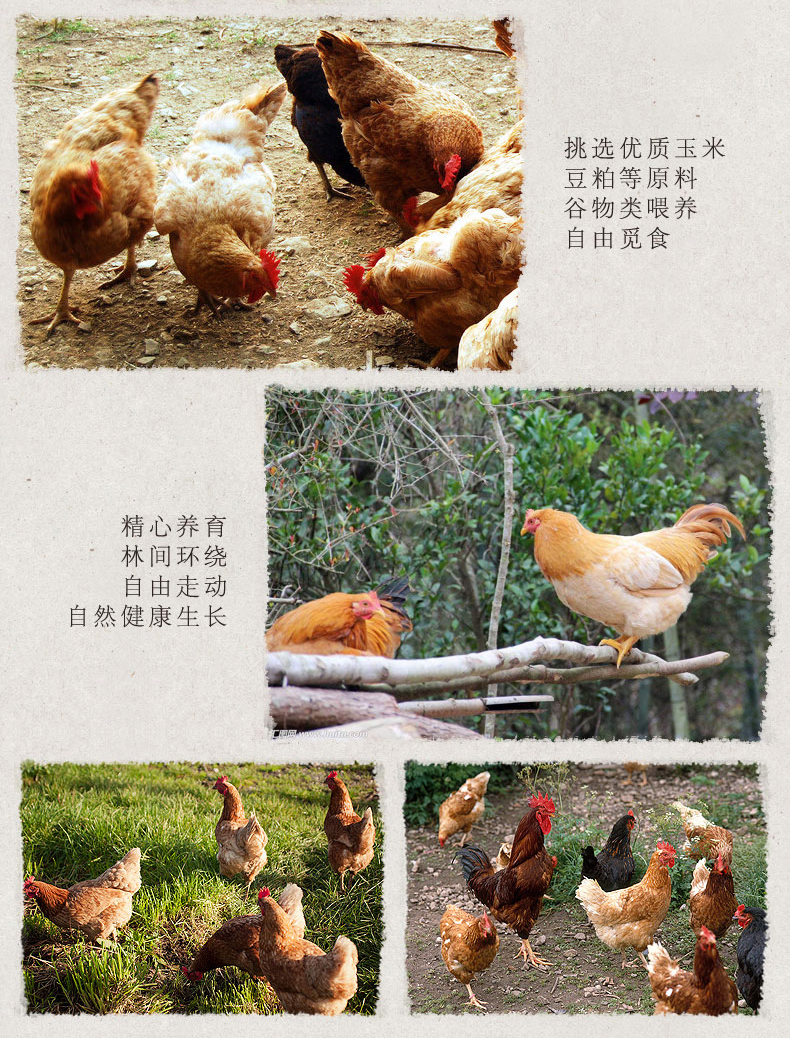 08奥运会供应商 圣华 冷冻生鲜 鸡翅中 4斤 图5