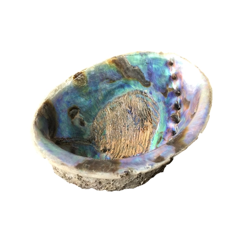 Ka Abalone Shell Natural Conch Creative Home Craft Jewelry Ornament LarVa