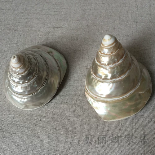 贝丽娜 Прямые продажи с фабрики, натуральные подковообразные ракушки, креативные украшения для домашнего офиса, аквариума, ландшафтные украшения, ремесленные украшения