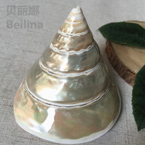 Berlina Factory Direct Marketing Natural Horseshoe Snail Shells Creative Home Office Fish Tank Building Decoration Process Pendulum