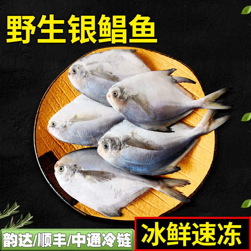 银鲳鱼顺丰包邮4斤，大连渤海湾海捕银昌鱼大平鱼，冰鲜速冻无冰衣究竟有何特别之处？-鲳鱼-淘宝好物网