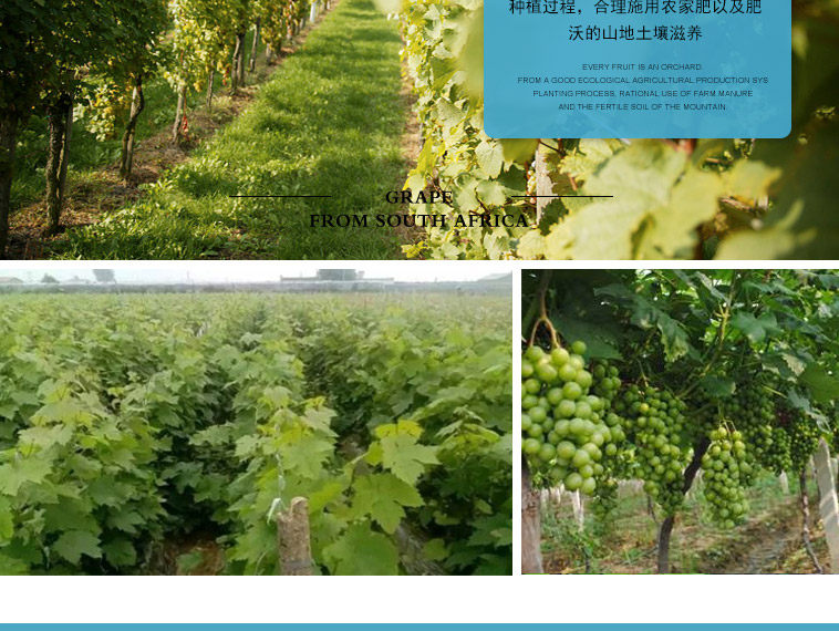 Японский зеленый виноград_10.jpg