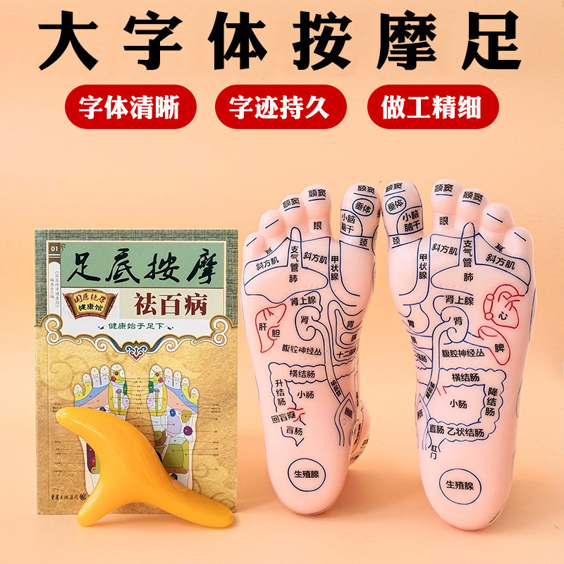 Foot reflex area model large font foot acupoint model massage foot model high-definition foot acupoint model