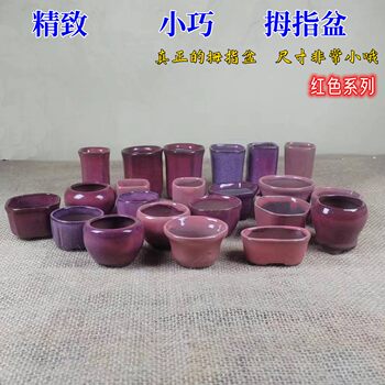 Purple sand succulent thumb flower pot