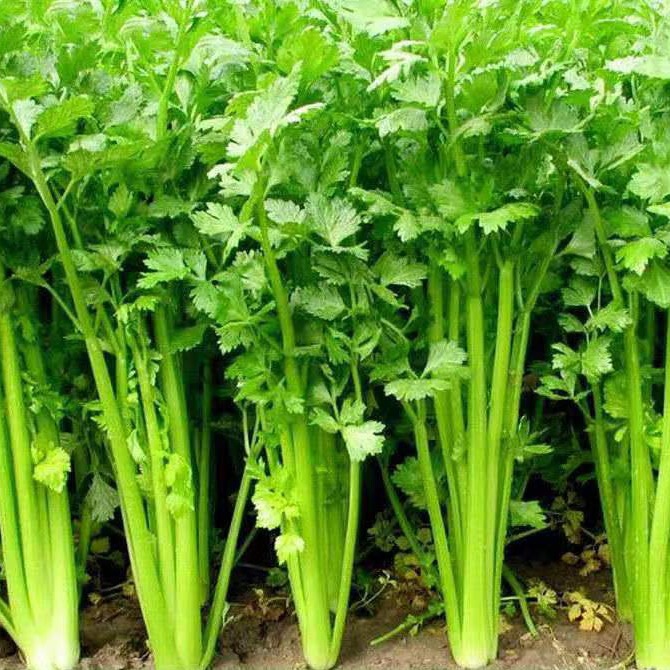 A Complete Collection of Authentic Four Seasons Soil Celery