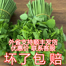 Guangdong 3 pieces of Hainan tree vegetables Wuzhishan wild vegetables Chaoshan tree vegetables Thai wolfberry Tianluxiang origin