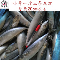 Qingzhan fish Qingchuan fish frozen 20 kg small peeled net weight of about 17 kg Jiangsu Zhejiang Huwan