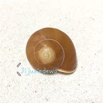 Small bread snail sea shell inhabitant crab replaces the shell aquarium aquarium decoration