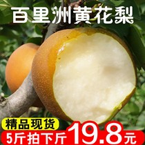 Hubei Bailizhou fresh sand pear sand pear Huanghuali pear crisp pear Cui Crown seasonal seasonal fruit 5 pounds