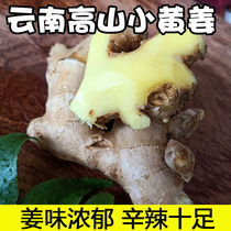 Yunnan Xiaohuang ginger Fresh Luoping yellow ginger moon ginger Old ginger Mountain soil ginger 5 kg net weight