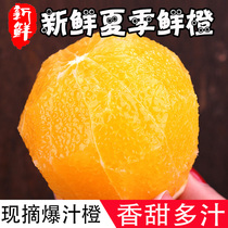 Zigui fresh summer orange orange 10 pounds of fruit seasonal farm umbilical orange Hand-peeled sweet orange skin thin seasonal alpine whole box