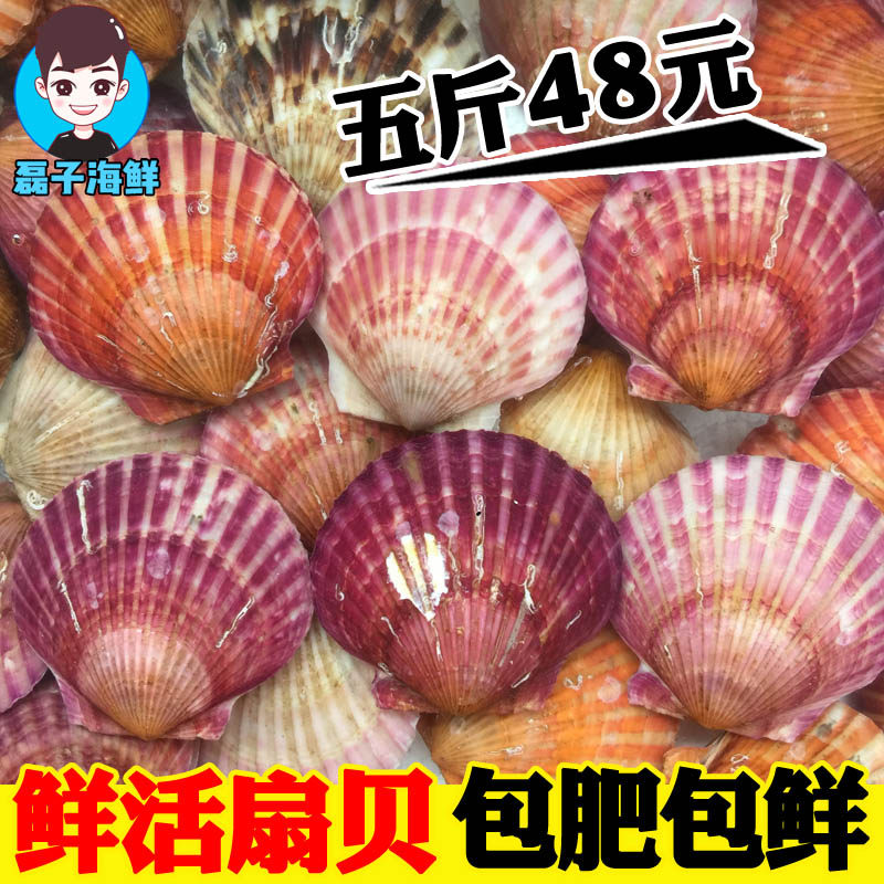 新鲜红扇贝，活蹦乱跳的美味海鲜，连云港直发，尝鲜就现在！