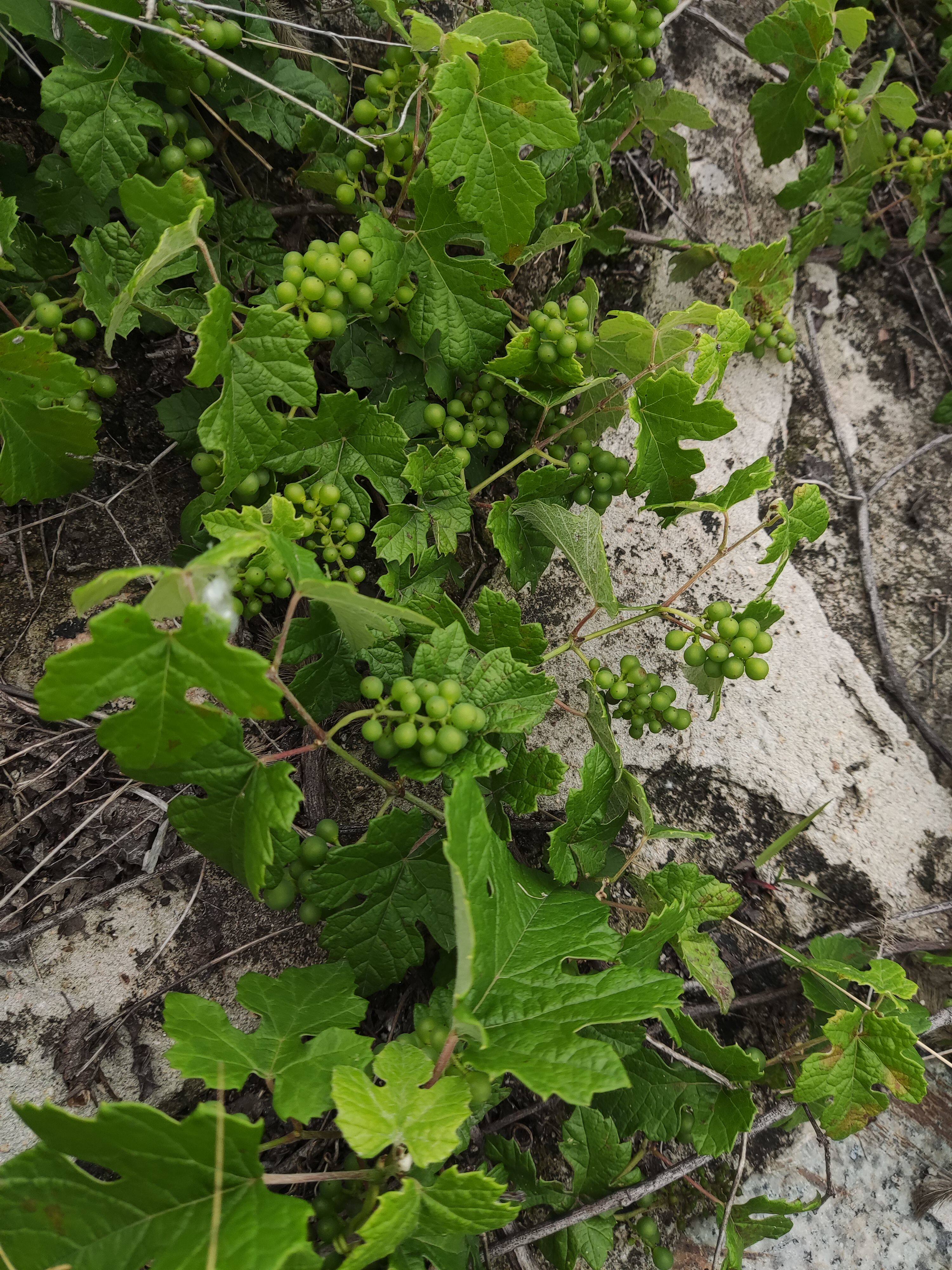 山葡萄蘡薁藤猫耳藤山红羊小平布藤野葡萄甘古酸古藤