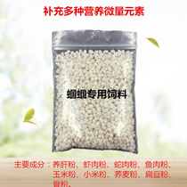 Buy 10 get 1 free Grasshopper Food feed Song insects Reptile insects Crickets Crickets Oil gourd black and white insects Live