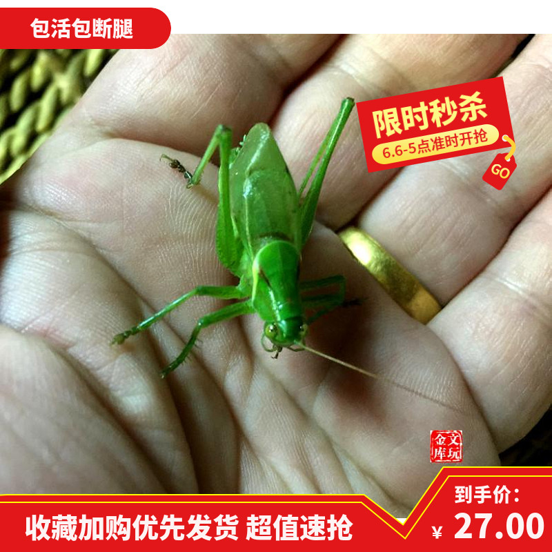 Package risk Tie mouth song insect live sister New off Jill drum wing bang Bang textile mother Jade Jill Insect climbing pet
