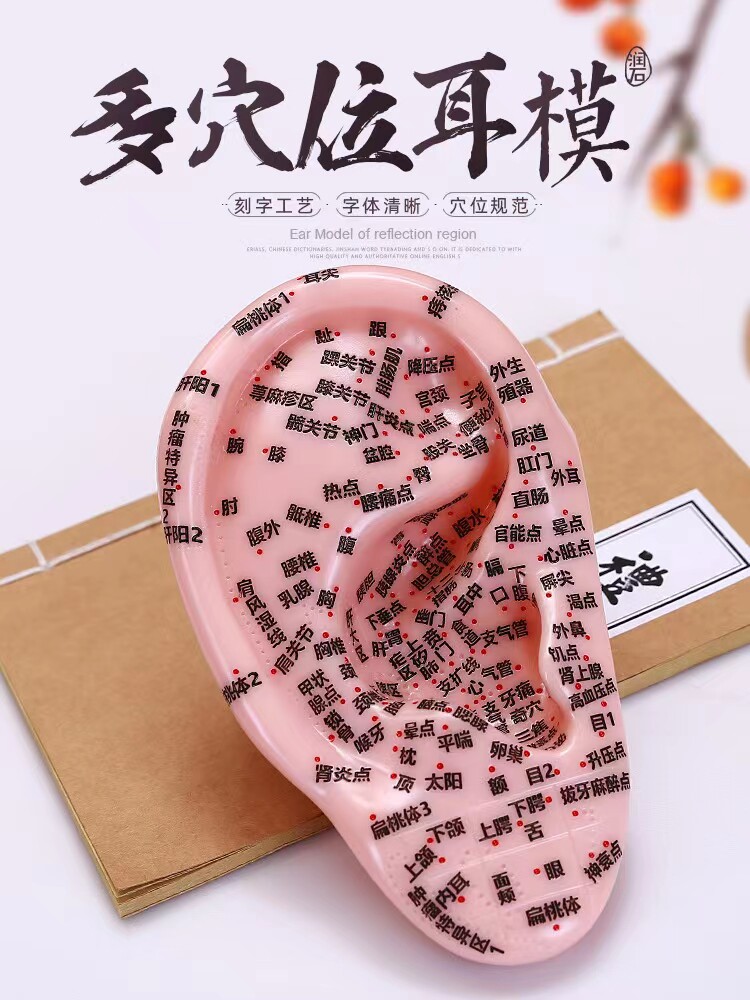 耳部针灸穴位模型多穴位耳朵模型高清刻字耳模型教学模型耳模右耳