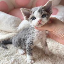 Devin volume Mao cat young cat pure breed of open face blue eyed heteropupil not dropping Mao high IQ triple flower tiger spotted cat cub living body