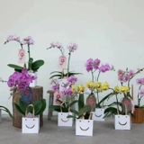 Белая маленькая квадратная розовая льняная сумка для раннего возраста, подарок на день рождения