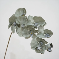 10 осень большие цветы Phaleenopsis-Gray Blue