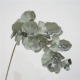 10 осень большие цветы Phaleenopsis-Gray Blue