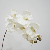 10 осень большие цветы phalaenopsis-white белый