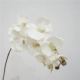 10 осень большие цветы phalaenopsis-white белый