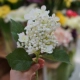 Hydrangea Buds-White