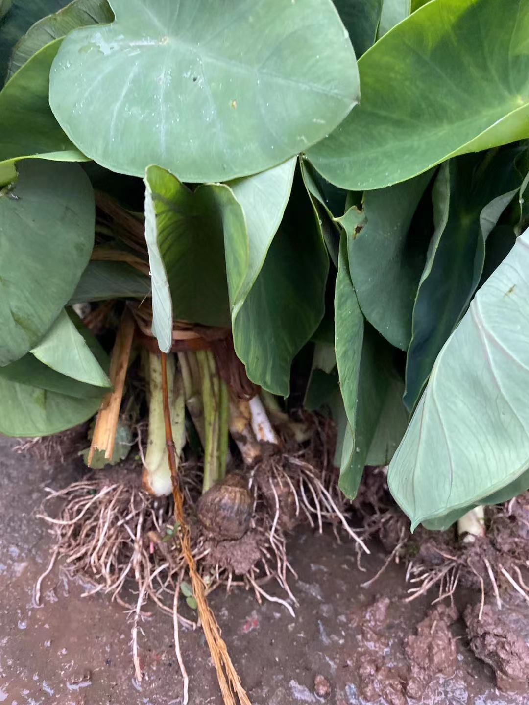 Chongqing Beam Flat Farmhouse Now Digging Taro Fry taro Fresh Taro Taro Little Taro taro SWEET POTATO taro 40