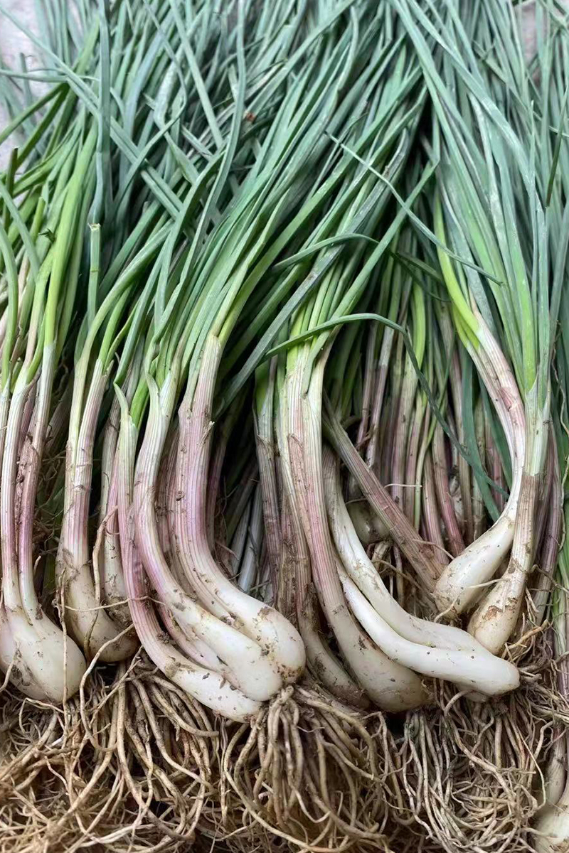 When Ji Chongqing farmhouse fresh and vegetable eaten now and fresh and fresh and fresh and fresh, the head of the Chinese onion with leaves, the head of the buckwheat with roots shall be the whole grain