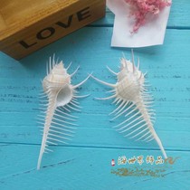 Natural conch shell Venus bone snail witch bone snail creative landscape Mediterranean style floor decoration ornaments
