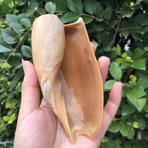 White scoop snail natural shell big conch scallop fish breeding shell fish tank decoration multi-meat potted flowerpot creative ornaments
