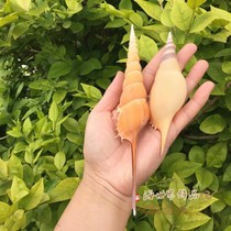 Hot conch shell Martin proboscis snail collection specimen snail Mediterranean home window decoration creative gift