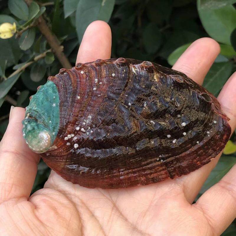 天然花斑鲍鱼壳装饰家居标本地台墙面海螺贝壳珊瑚海星摆件造景大-淘宝网