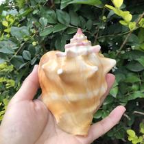 Natural shell conch Carmine snail golden fist snail fish tank landscape aquarium decoration shooting props ornaments crafts large