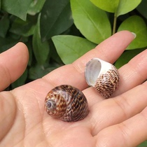 Natural conch shell scallop fish hermit crab spare replacement special shell bird egg snail fish tank landscaping decoration ornaments