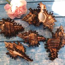 Black rose thousand hand snail natural conch shell rare specimen fish tank landscaping home decoration Mediterranean style