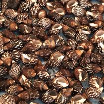 Natural shell conch zebra snail striped snail black conch fan rice specimen snail fish tank aquarium aquarium
