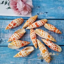 Natural shell conch red pen snail brocade fish tank aquarium aquarium landscape shooting props ornaments home decorations