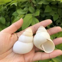 Natural conch shell White Jade snail white snail snail home aquarium decoration collection gift hermit crab replacement shell