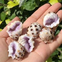 Natural shell conch purple mouth rock snail white tooth snail purple specimen snail fish tank aquarium decoration shooting props