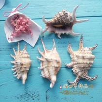 Natural conch shell Seven-horned scorpion snail Hexagonal water word snail Rare decorative ornaments fish tank landscape shooting props